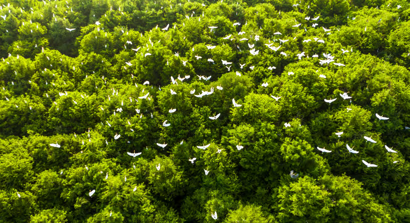 成群鷺鳥在東海縣西雙湖風(fēng)景區(qū)水杉林里棲息、飛翔 柴軍委攝.png